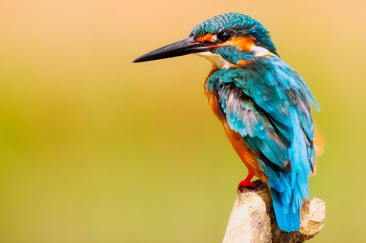 kingfisher-2046453_1280